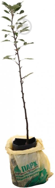 Саженец Яблоня в ассортименте 2 р (з/к) - фото 2 Саженец Яблоня в ассортименте 2 р (з/к) - фото 2