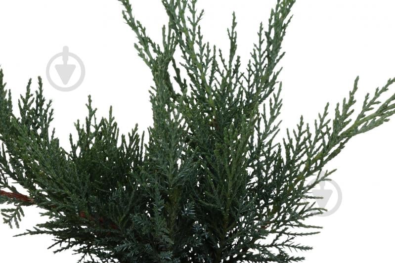 Растение Можжевельник Tamariscifolia C3 - фото 2