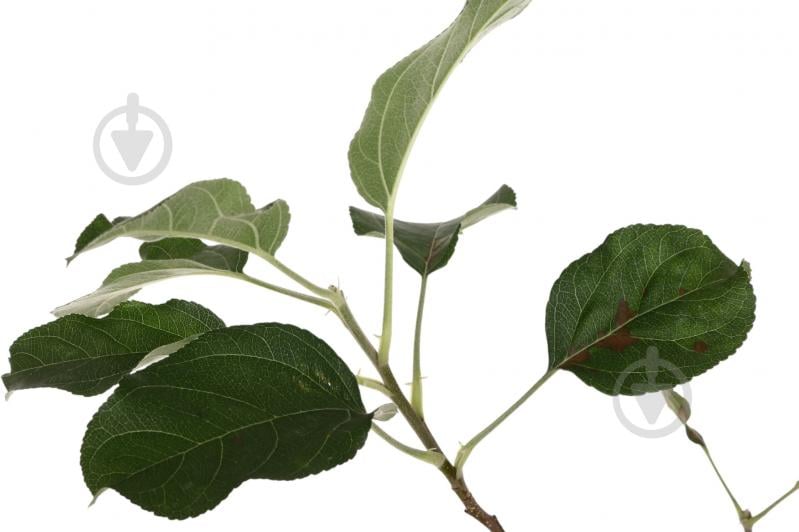 Саженец Яблуні 1р (C7) - фото 8 Саженец Яблуні 1р (C7) - фото 8