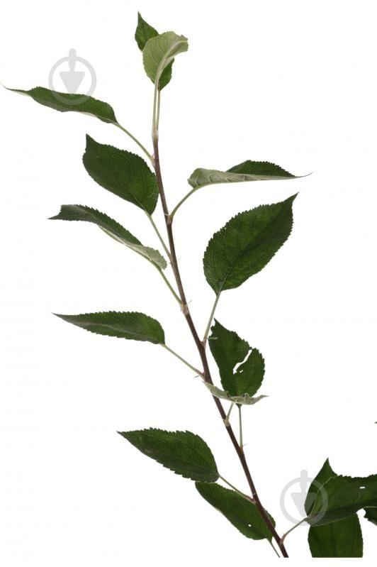 Саженец Яблуні 1р (C7) - фото 6 Саженец Яблуні 1р (C7) - фото 6