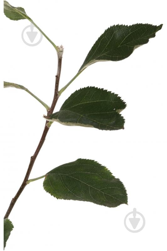 Саженец Яблуні 1р (C7) - фото 5 Саженец Яблуні 1р (C7) - фото 5