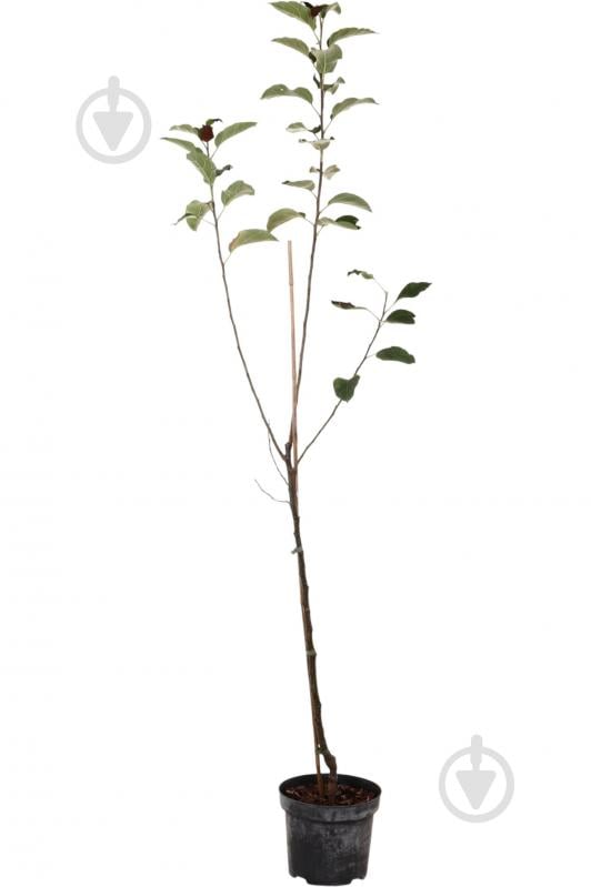 Саженец Яблуні 1р (C7) - фото 4 Саженец Яблуні 1р (C7) - фото 4