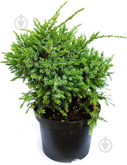 Растение Можжевельник 15/45 микс - фото 1