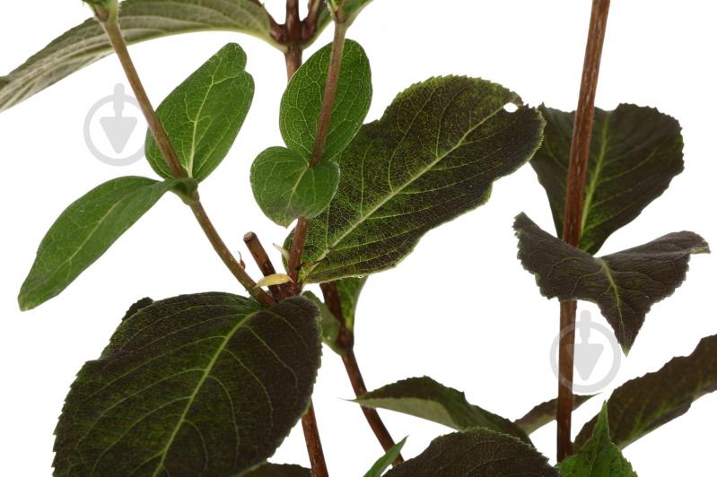 Саженец Вейгела (3 л) - фото 2 Саженец Вейгела (3 л) - фото 2