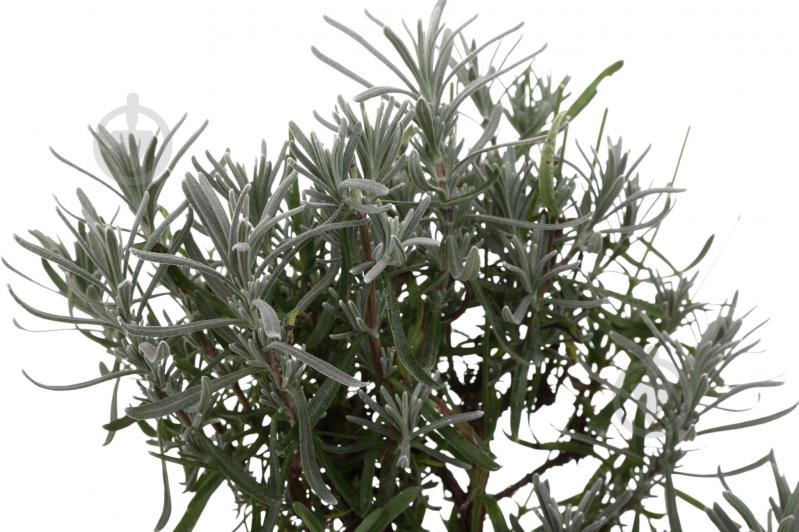 Саджанець Лаванда (3 л) - фото 2