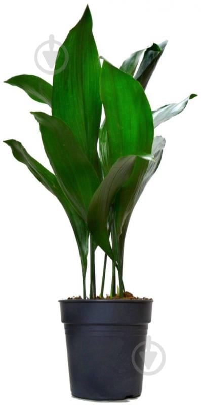 Растение Аспидистра d17/h85 - фото 1