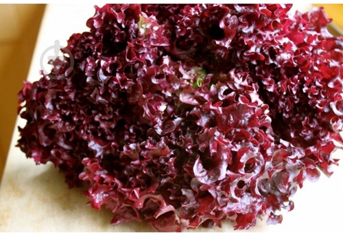 Салат лолло росо красный весовой - фото 2