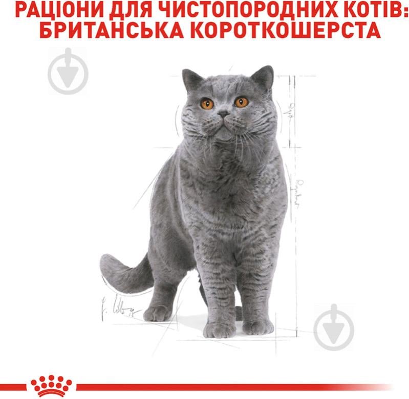 Корм сухий для дорослих котів породи британська короткошерстна Royal Canin British Shorthair Adult птиця 2 кг - фото 3