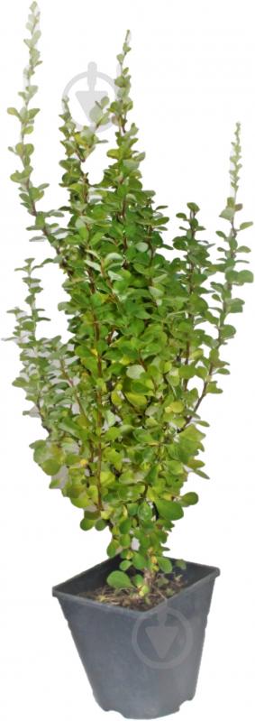 Саженец MegaPlant Барбарис Тунберга Erecta 30-50 см C2 - фото 1 Саженец MegaPlant Барбарис Тунберга Erecta 30-50 см C2 - фото 1