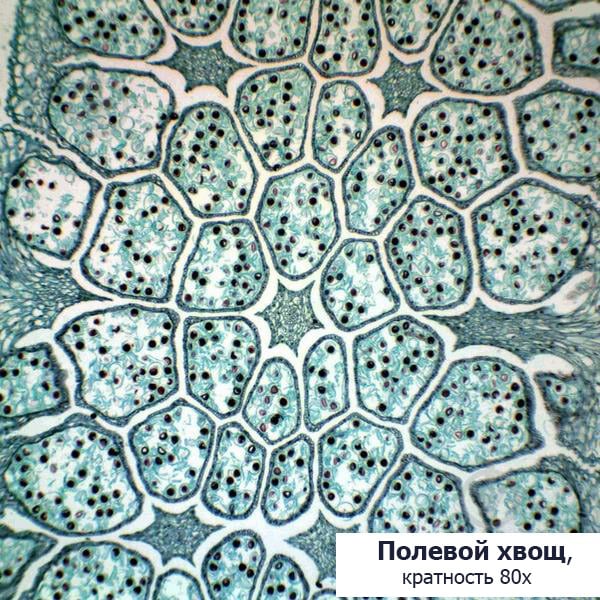 Мікроскоп Optika M-100FLed 40x-400x Mono - фото 6