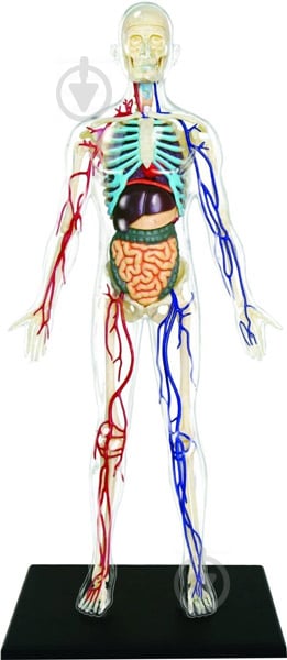 Об’ємна анатомічна модель 4D Master Тіло людини прозоре 26070 - фото 2