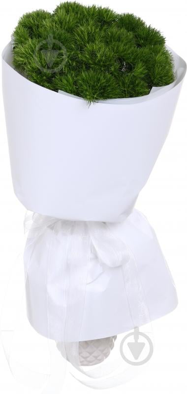 Диантус Barbatus Kiwi Mellow Cool одноголовая зеленый (Нидерланды) - фото 3 Диантус Barbatus Kiwi Mellow Cool одноголовая зеленый (Нидерланды) - фото 3