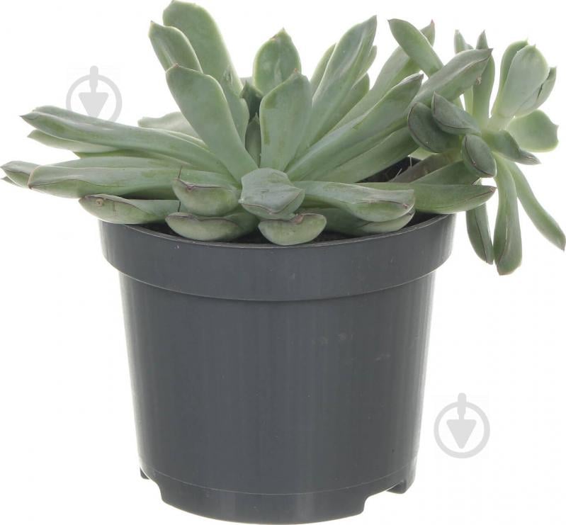 Рослина Эхеверия Echeveria echoc 10,5/12-15 - фото 1