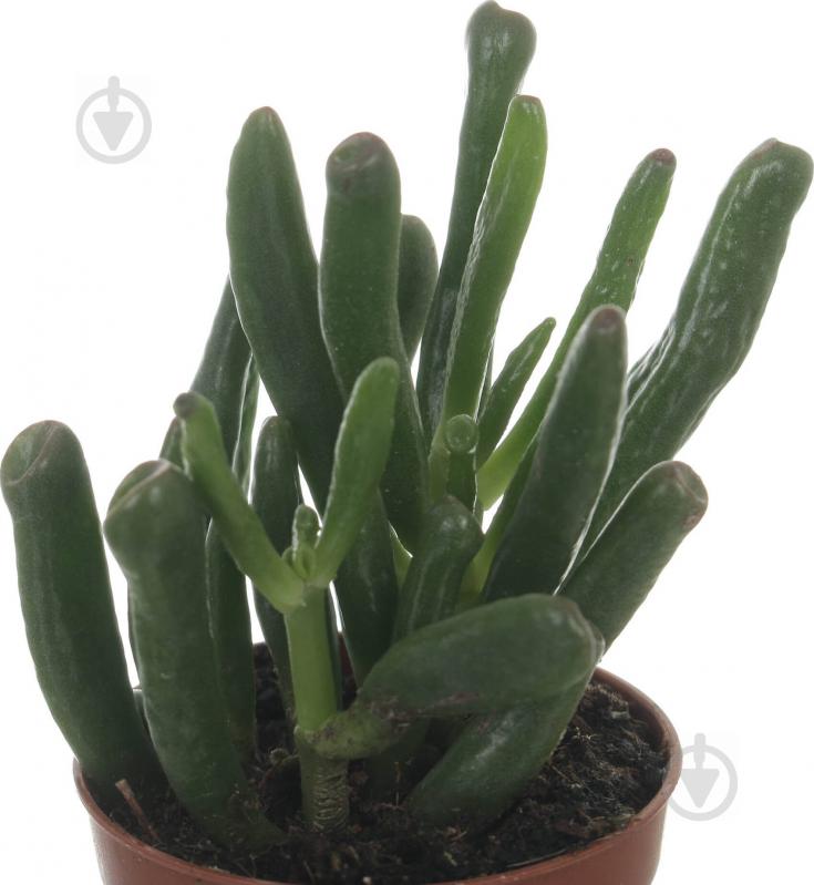 Рослина Крассула Crassula gollum 5,5/10 - фото 3