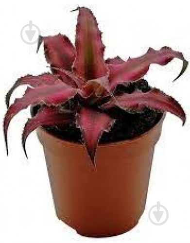 Растение Криптантус 5х10 Red Star - фото 1 Растение Криптантус 5х10 Red Star - фото 1