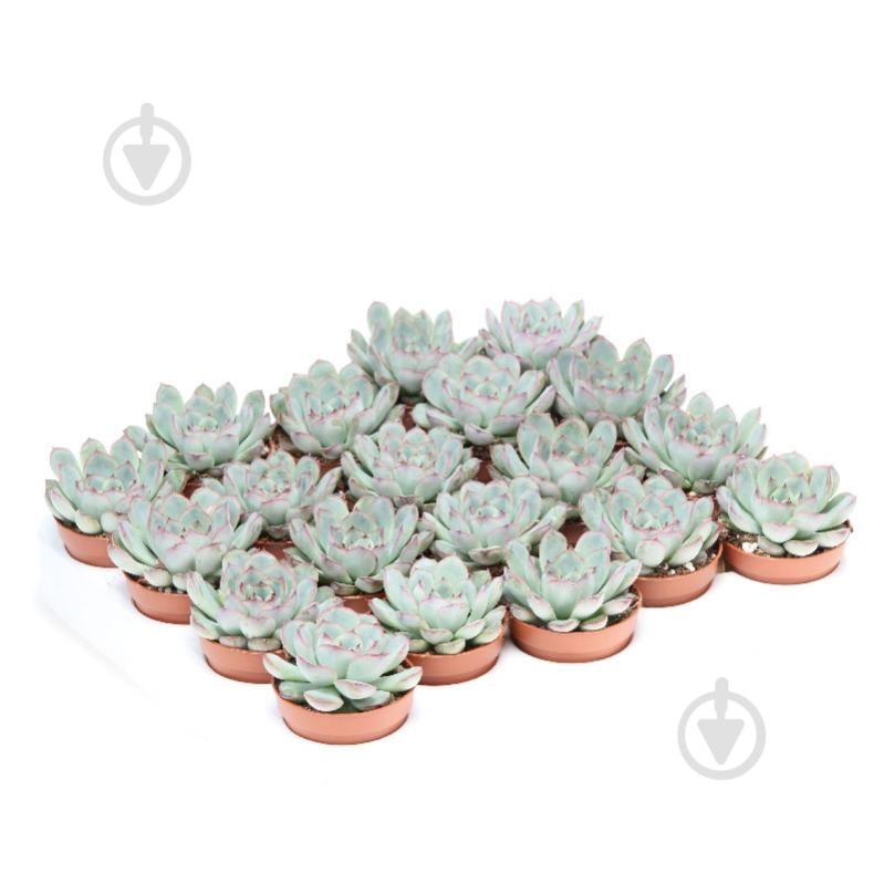 Растение Эхеверия 06х10 Pulidonis - фото 1