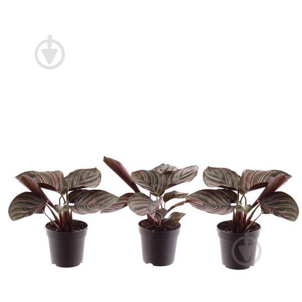 Рослина Калатея 07х15 Ornata - фото 1 Рослина Калатея 07х15 Ornata - фото 1