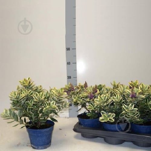 Растение Хебе 14х30 Variegata - фото 1