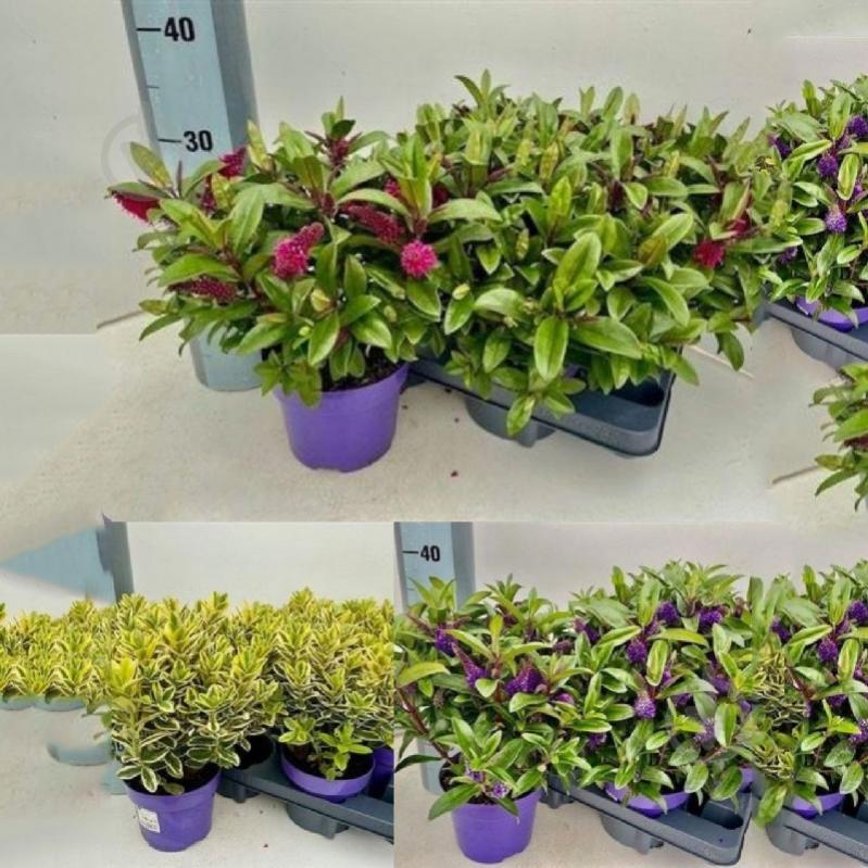 Растение Хебе 15х30 микс - фото 1 Растение Хебе 15х30 микс - фото 1