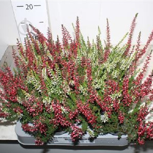 Растение Каллуна 06*10 микс - фото 1