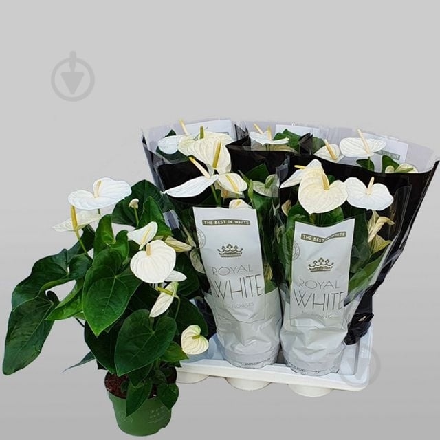 Растение Антуриум 17х70 белый - фото 1