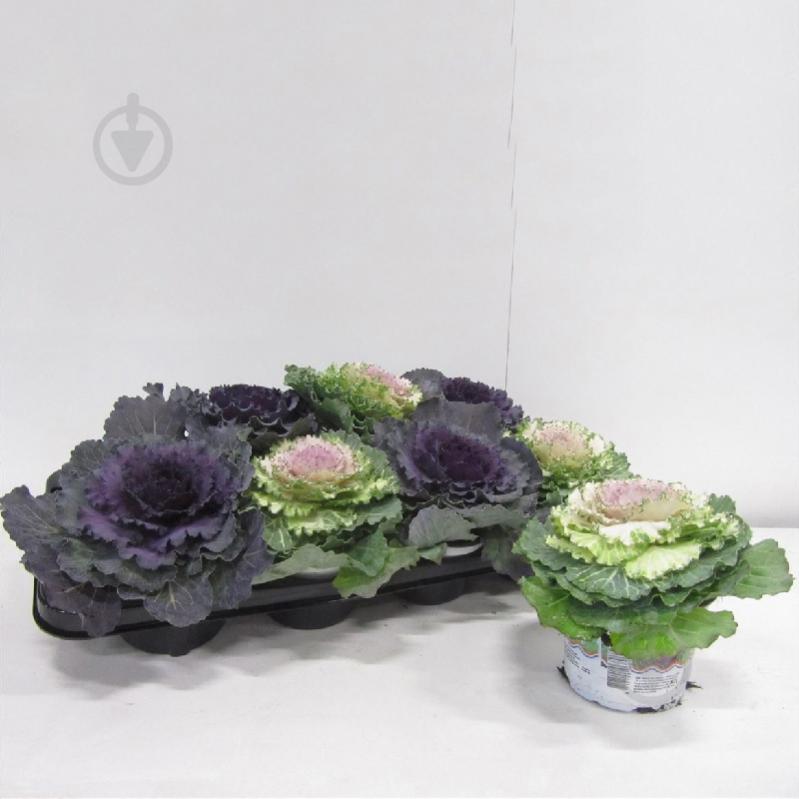 Растение Брассика 12х15-20 микс - фото 1