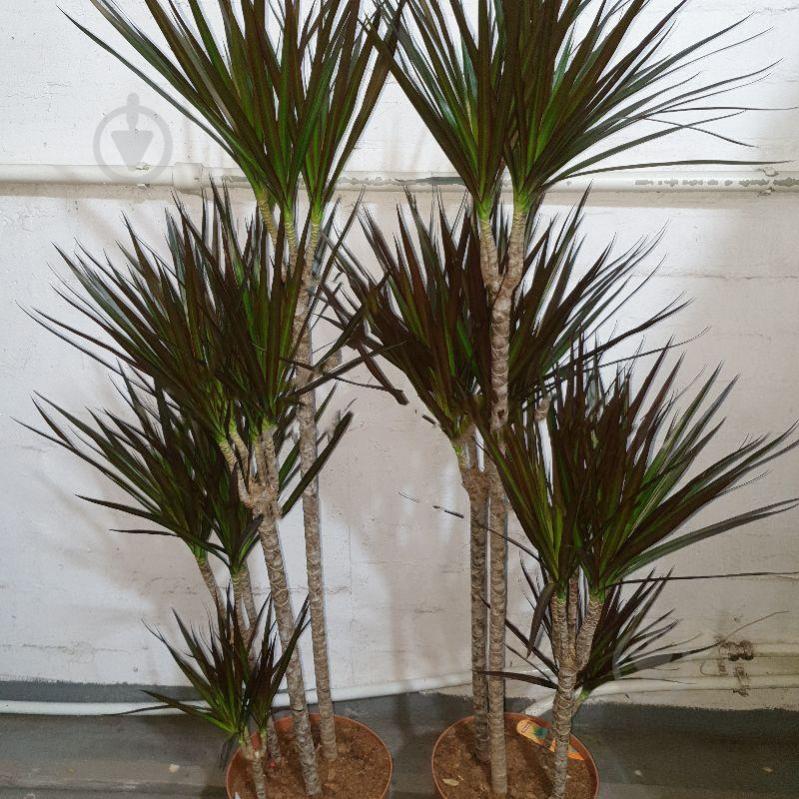Растение Драцена 27х150 Marginata 4 ствола - фото 1 Растение Драцена 27х150 Marginata 4 ствола - фото 1