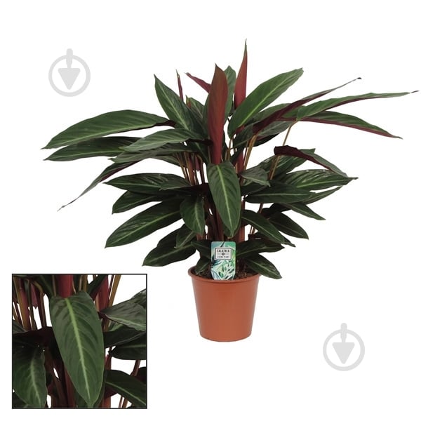 Растение Строманта 17х65 Stripestar - фото 1 Растение Строманта 17х65 Stripestar - фото 1