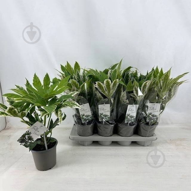 Растение Фатсия 14х40 Variegata - фото 1