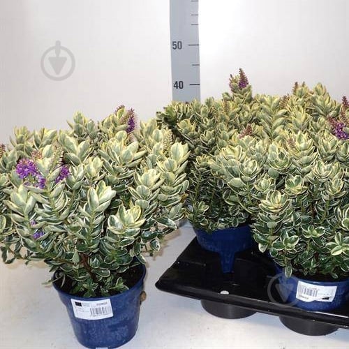 Растение Хебе 18*35 Variegata - фото 1