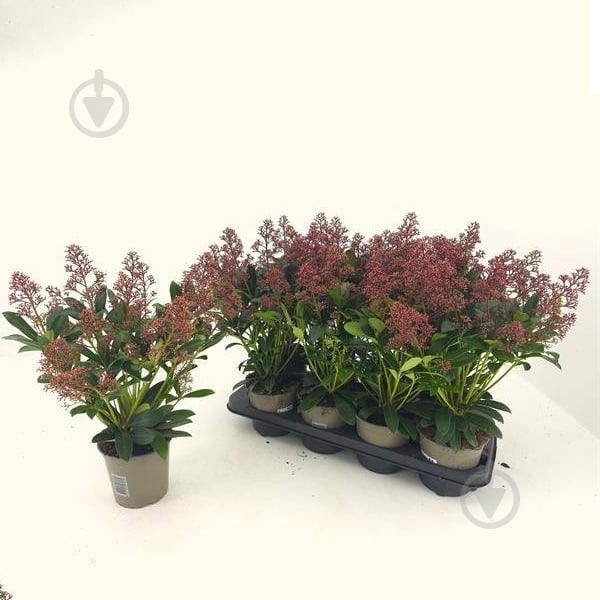 Растение Скиммия 13х40 Rubella - фото 1 Растение Скиммия 13х40 Rubella - фото 1