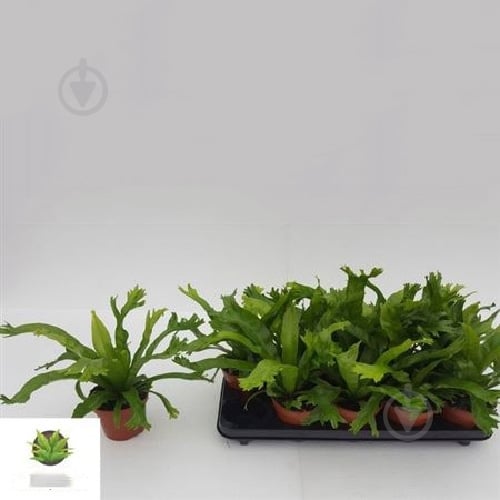 Растение Асплениум 12х25 Crissie - фото 1 Растение Асплениум 12х25 Crissie - фото 1