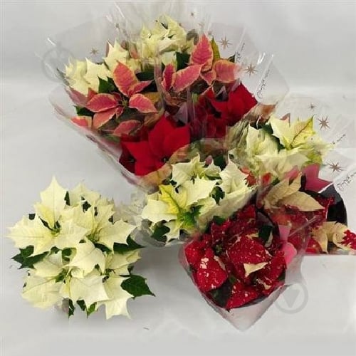 Растение Пуансетия 10х30 микс - фото 1