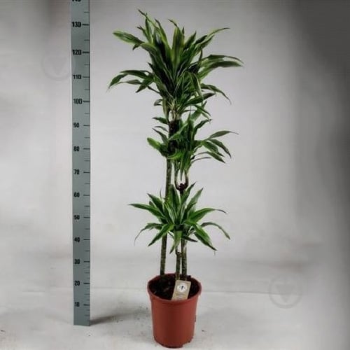 Растение Драцена 24х135 Lemon Lime 3 ствола - фото 1