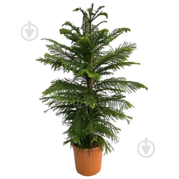 Растение Араукария 30х140 - фото 1 Растение Араукария 30х140 - фото 1