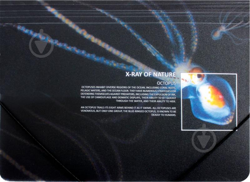 Папка O30697 X-RAY Optima - фото 3