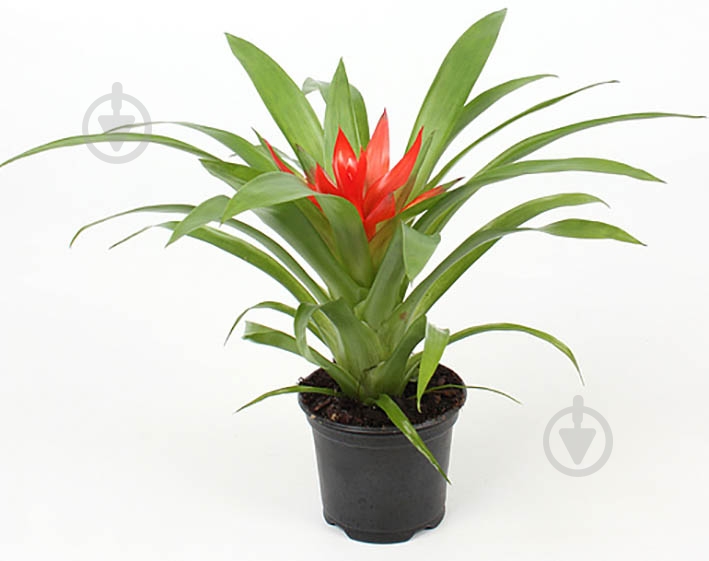 Особливості вирощування