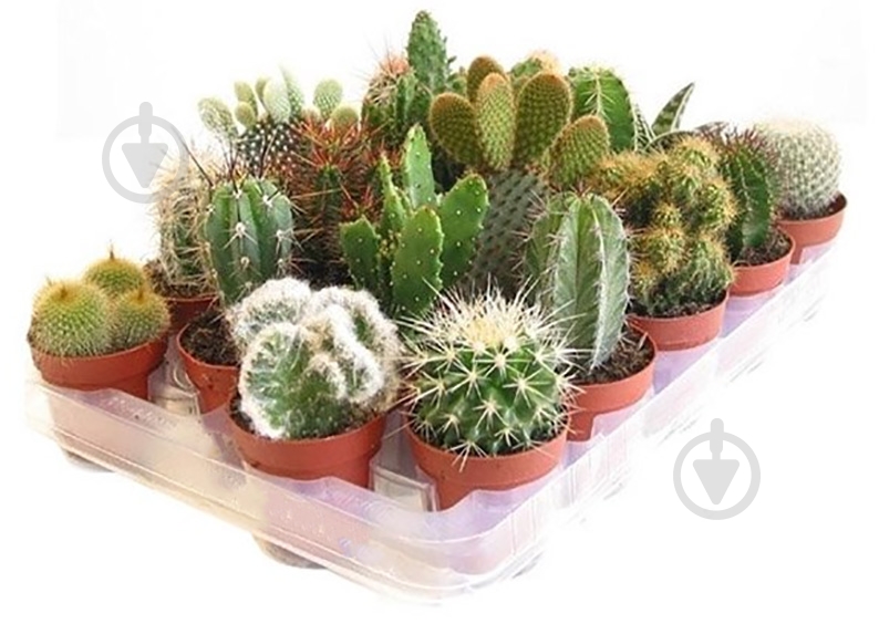 кактус плант микс х12. кактус микс d5. кактус гимнокалициум микс нидерланды. 5 h10. цветет ли кактус микс.