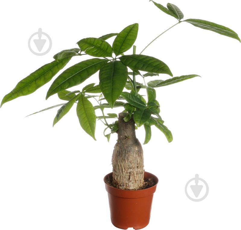 Растение Пахира 9x25 см - фото 1 Растение Пахира 9x25 см - фото 1