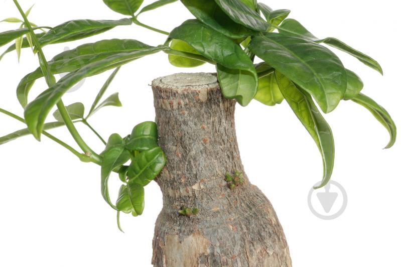 Растение Пахира 9x25 см - фото 3 Растение Пахира 9x25 см - фото 3