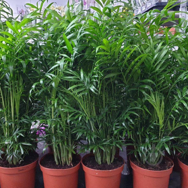 Растение Хамедорея 17х60 Elegans - фото 1