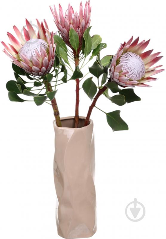 Протея Cynaroides рожева (Нідерланди) - фото 4