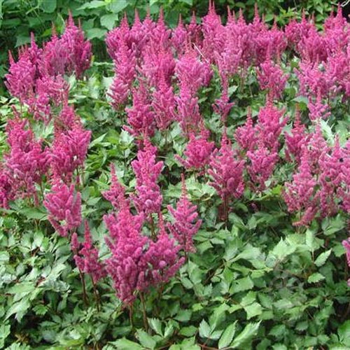 Растение Астильба 'Pink' C2 - фото 3