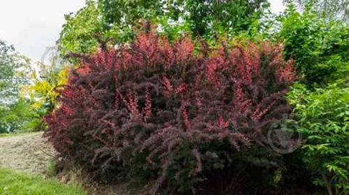 Растение Барбарис Tунберга Atropurpurea С7 - фото 3 Растение Барбарис Tунберга Atropurpurea С7 - фото 3