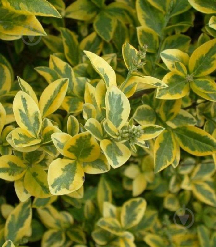 Растение Бирючина овальнолиста Aureum p9 - фото 2