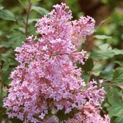 Саженец Сирень мелколистная Josee C7 - фото 2