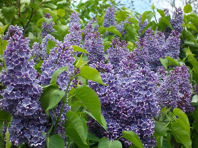 Саженец Сирень обыкновенная Carpe Diem С14, Н100-130 - фото 2