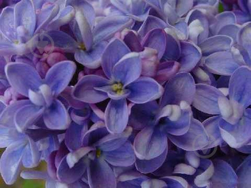 Саженец Сирень обыкновенная Carpe Diem С14, Н100-130 - фото 3