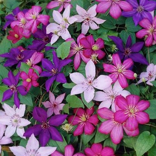 Растение Клематис Микс d14 h50 - фото 1