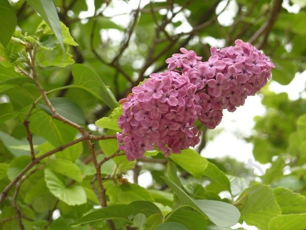 Саженец Сирень обыкновенная Marceau С14, Н100-130 - фото 2 Саженец Сирень обыкновенная Marceau С14, Н100-130 - фото 2